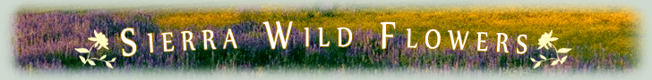 Sierra Wildflower Gallery Banner