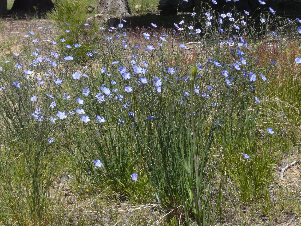 Linium lewisii