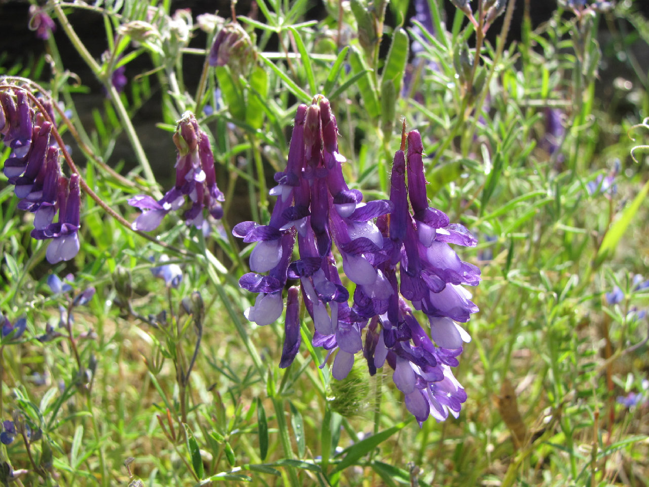 Vicia americana