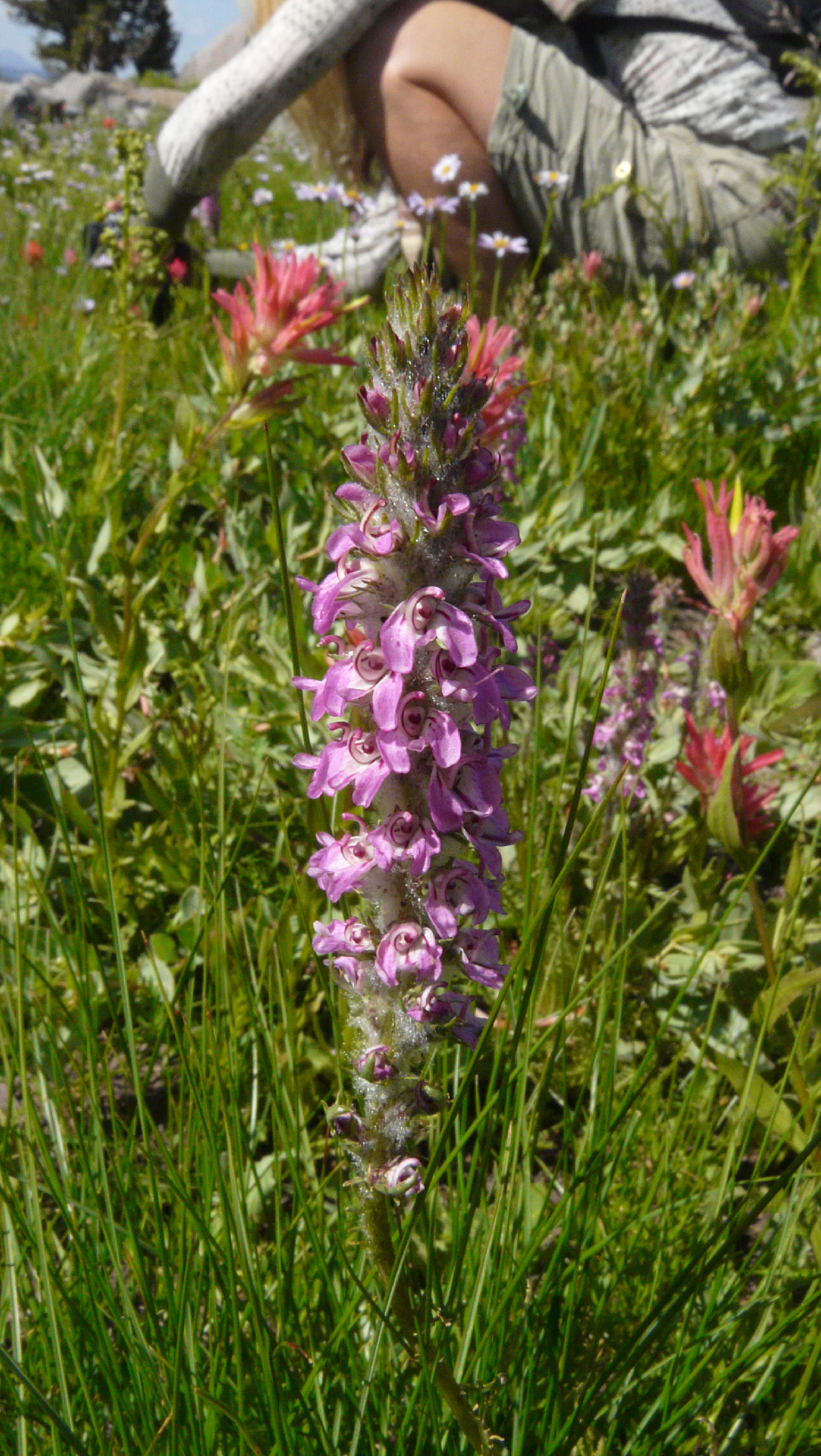 Pedicularis attollens