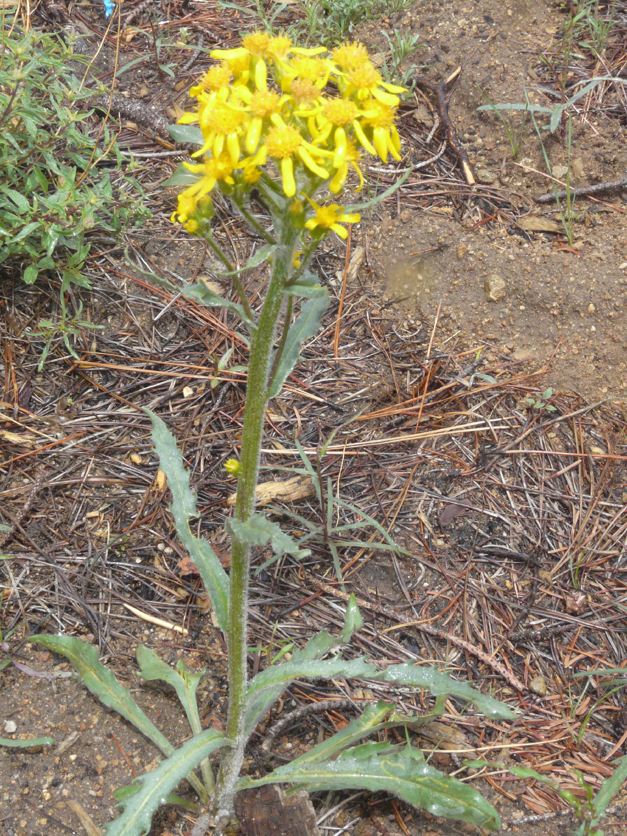 Senecio integerrimus