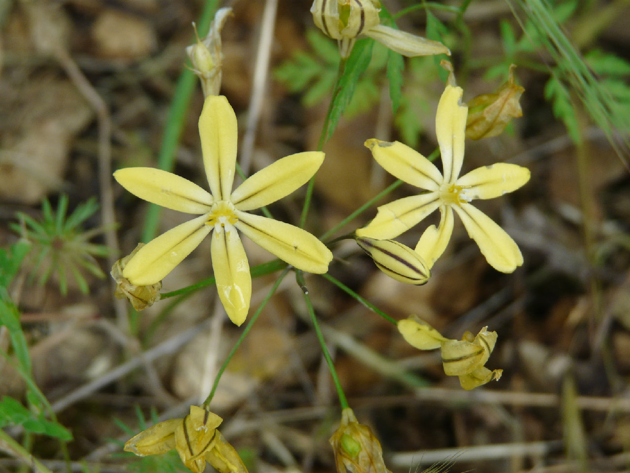 Triteleia ixiodes