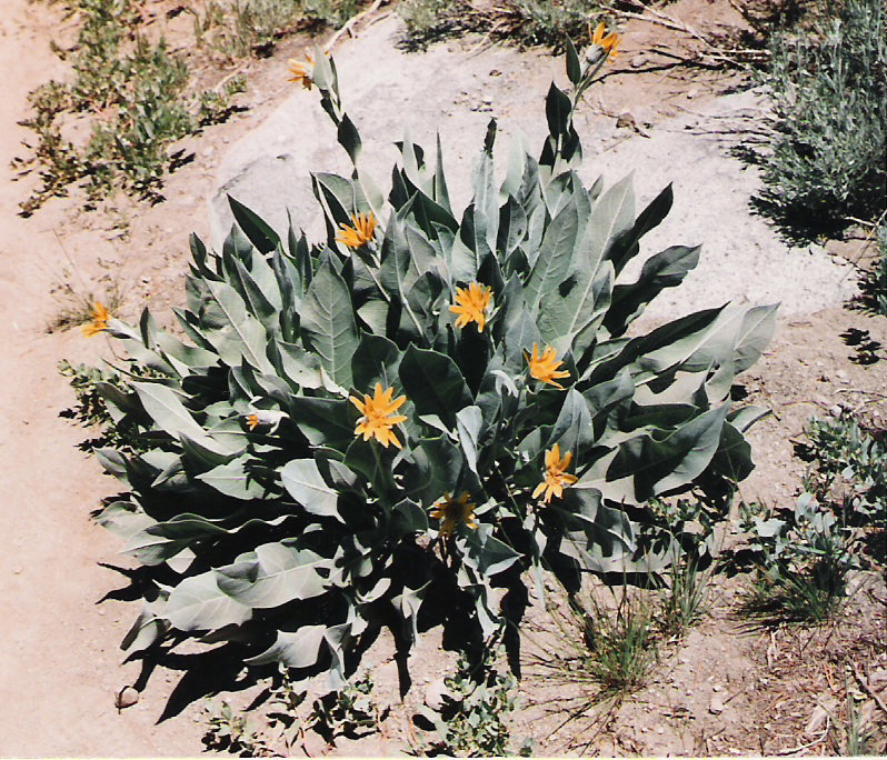 Wyethia mollis
