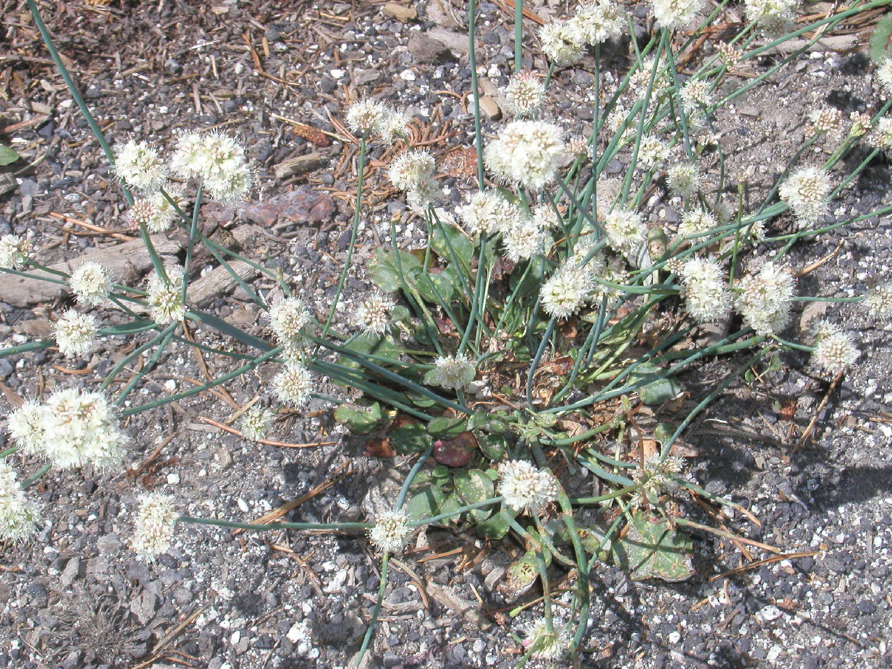 Eriogonum nudum