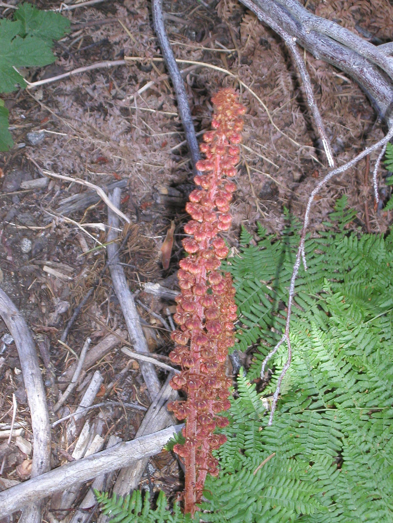 Pterospora andromedea