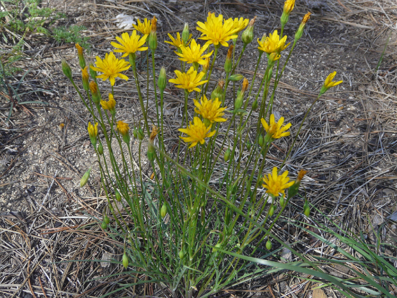 Microseris nutans