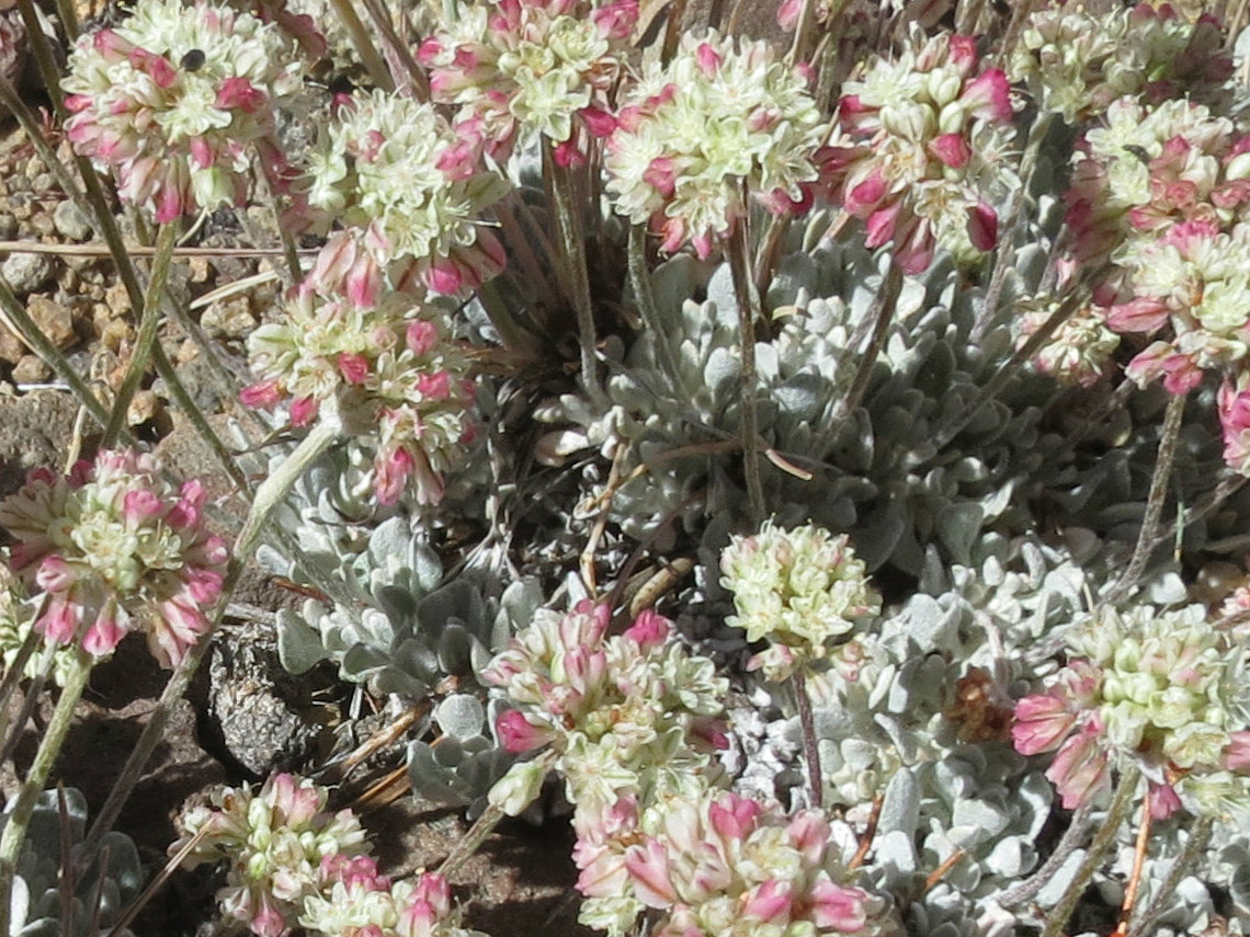 Eriogonum ovalifolium
