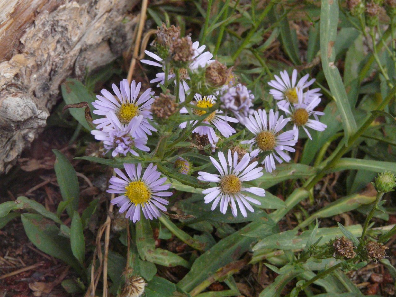 Aster occidentalis