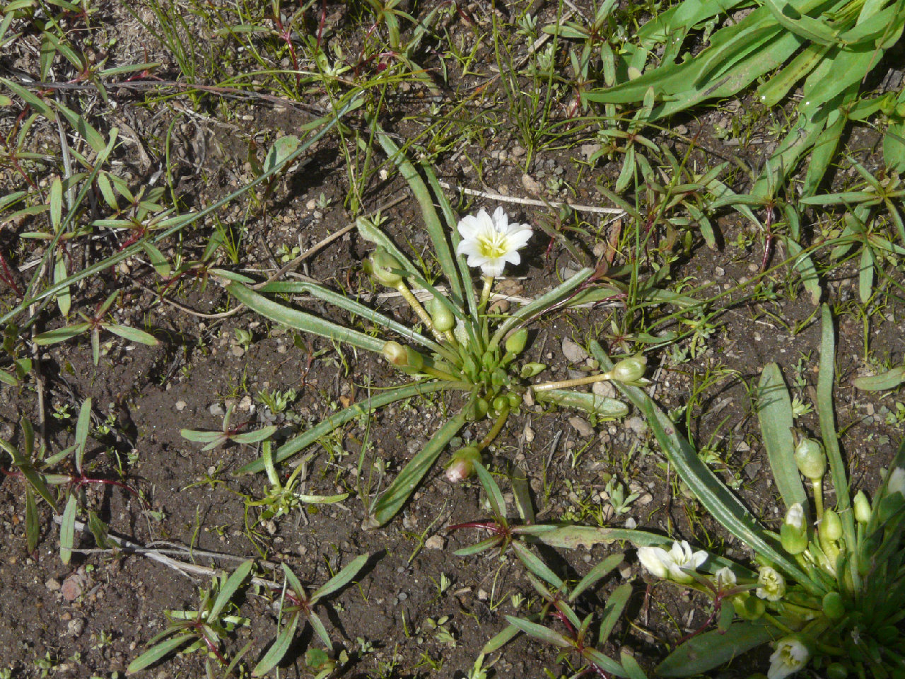 Lewisia pygmaea