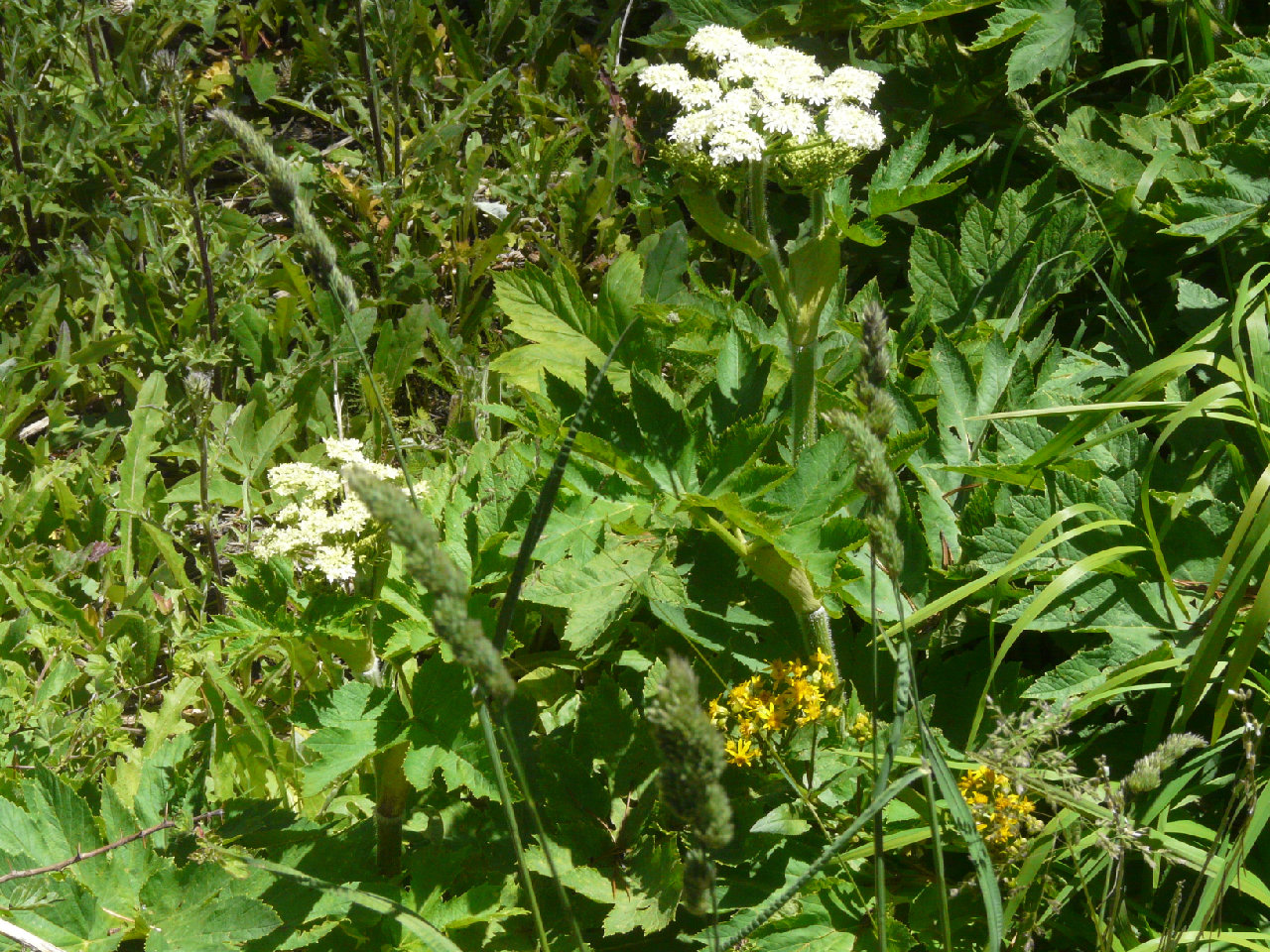 Heracleum lanatum
